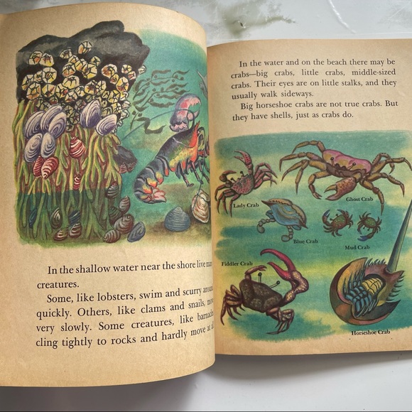 A Little Golden Book - About the Seashore - Picture 7 of 10